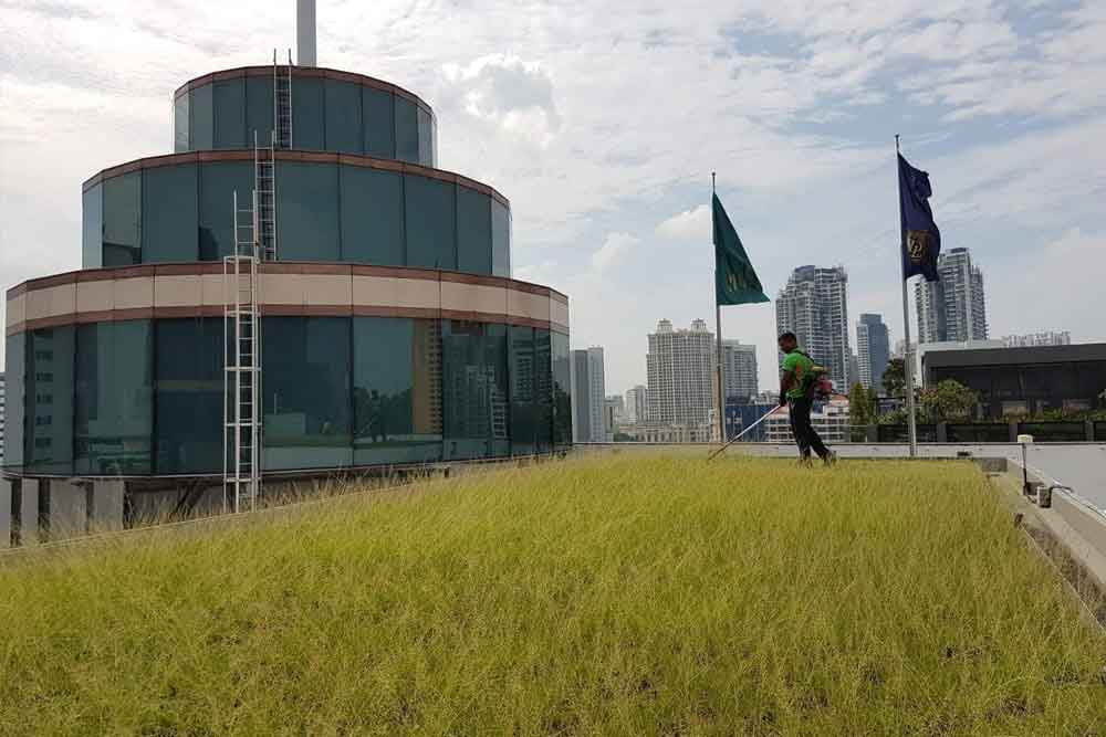 Grass Cutting And Lawn Mowing