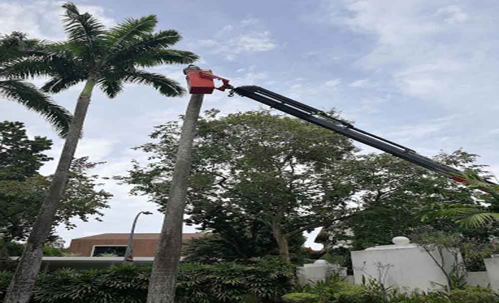 Tree Cutting